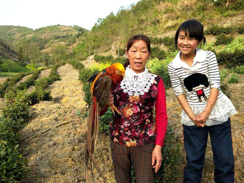 竹坪农妇救助放生一只红腹锦鸡