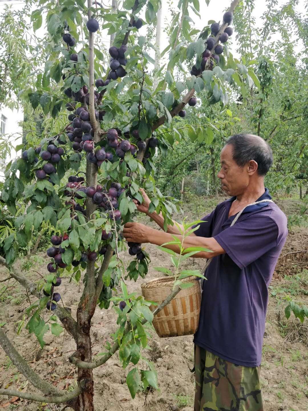 “文峰乌李”带活庭院经济