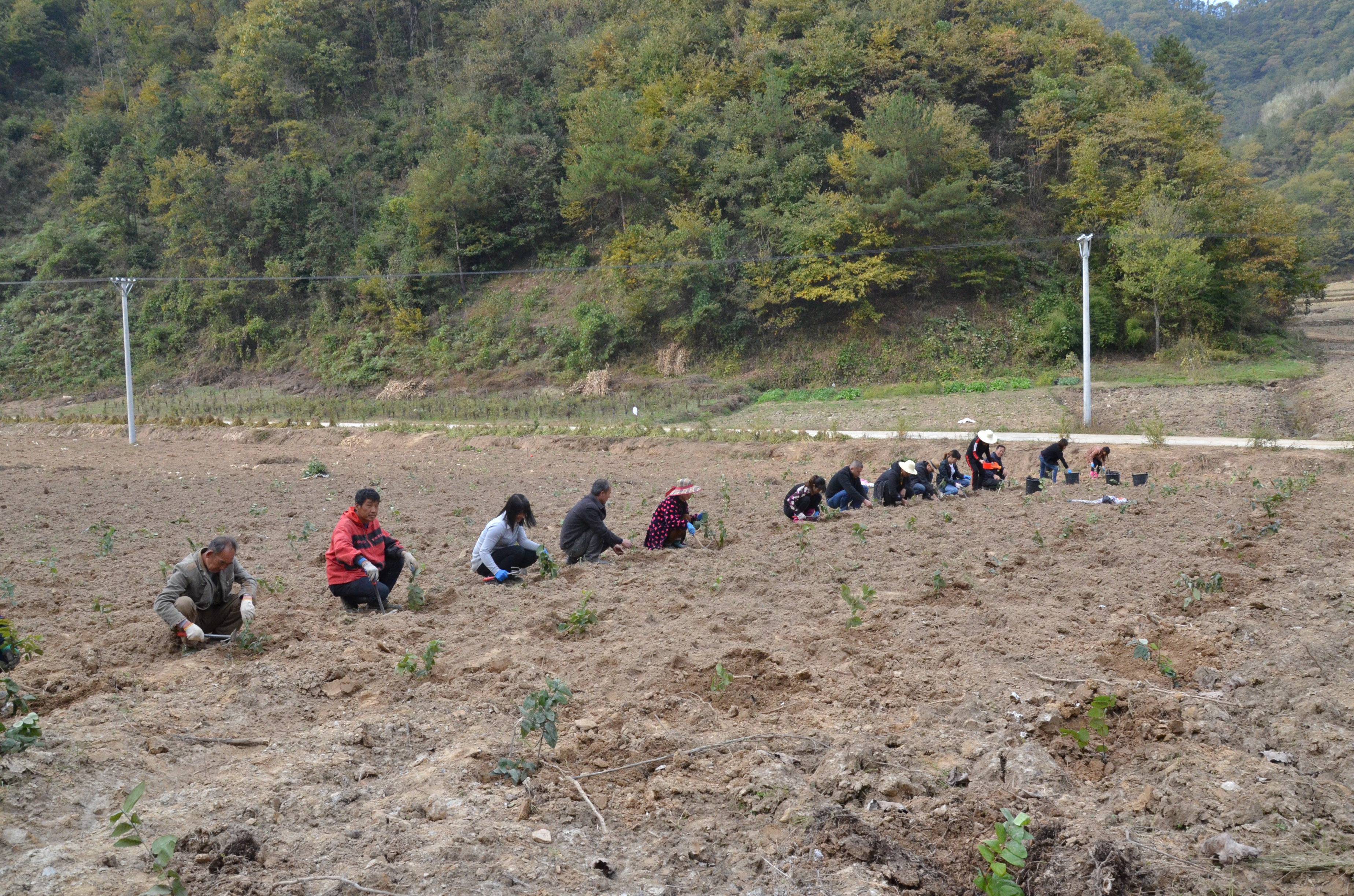 双台乡大力发展秋冬经济作物