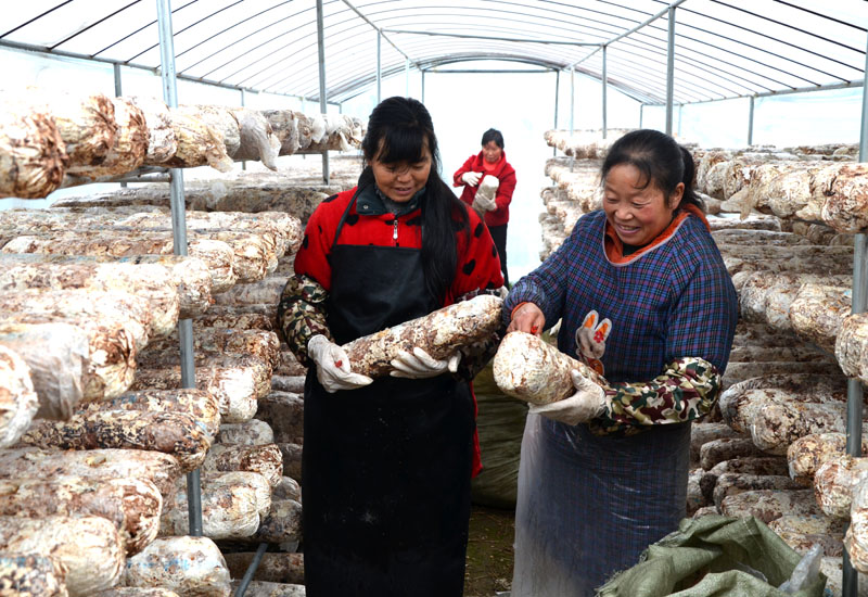 溢水镇：香菇产业“香”起来