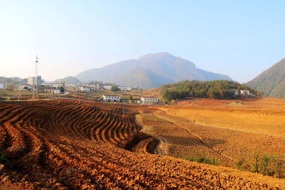 秦古镇建成标准化茶园2000亩 
