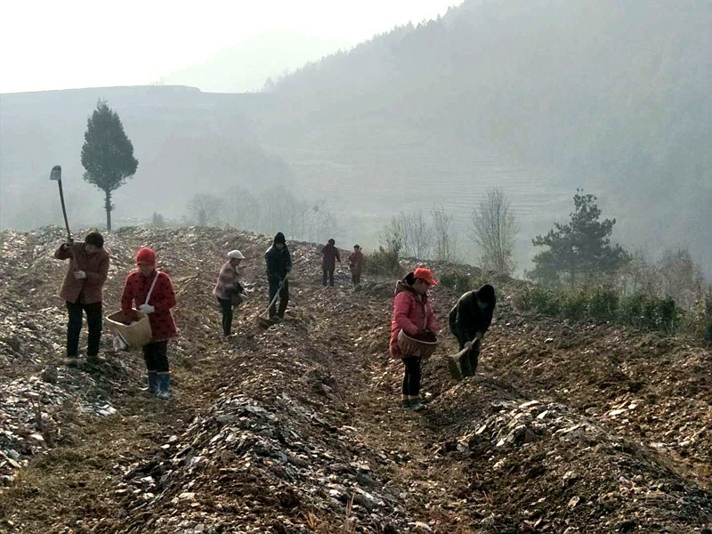 溢水镇：冬季茶园点播忙