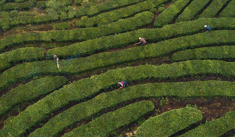 大庙乡召开春季茶园管护现场会