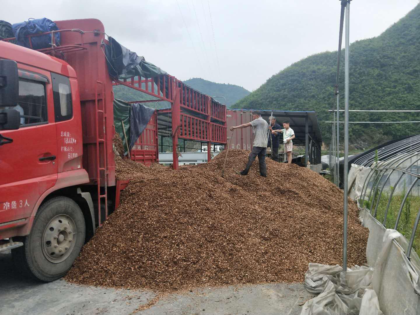 官渡镇：食用菌产业发展态势良好