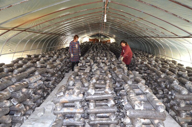香菇绽放富民花——竹山食用菌产业助推脱贫攻坚侧记