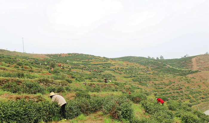 溢水镇：脱贫路上茶香飘