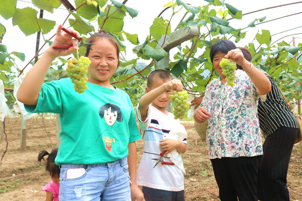 溢水镇小东川葡萄自助采摘园正式开园
