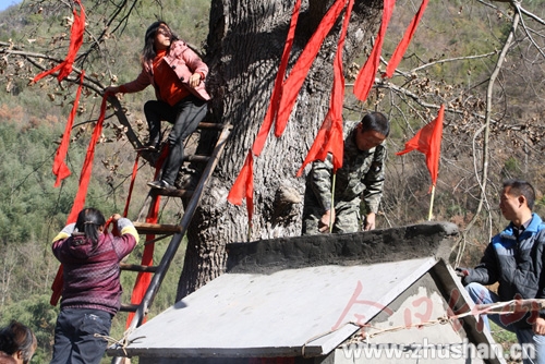 村民自发筹资建庙护绿 千年古树重获新生