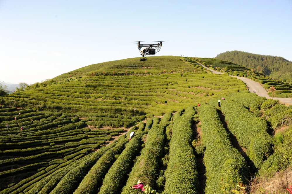 刘家山上采茶忙