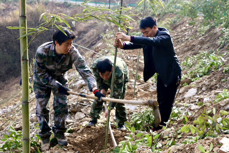 麻家渡镇：开展义务植树活动