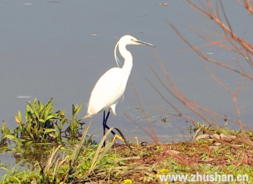 竹山保护水源地生态引来白鹭栖