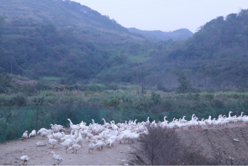 擂鼓镇：生态养鹅助脱贫 产业推进奔小康