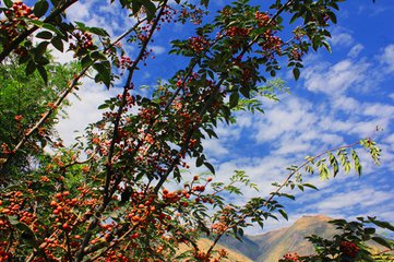 花椒樹深山“扶貧”記