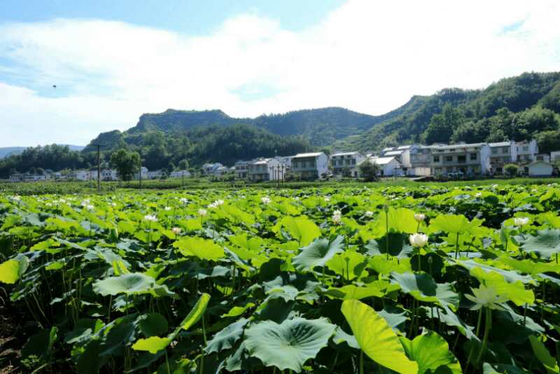 擂鼓镇多措并举抓好环保督察问题整改