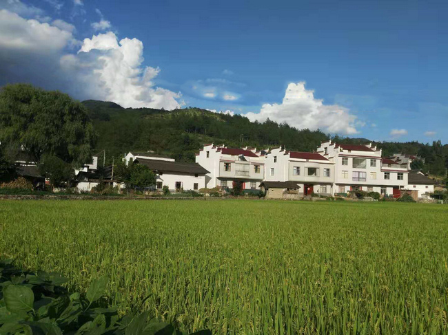 驻村帮扶 情注花竹_云上竹山
