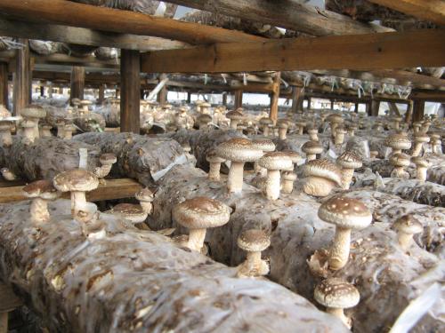 秦古镇“三个到位”强化食用菌产业落实力度