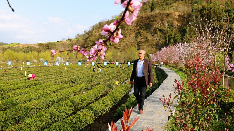 竹坪乡：茶香花艳致富忙