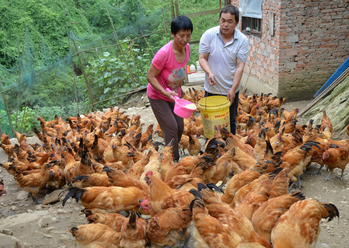 李琴：眼盲心明养鸡脱贫