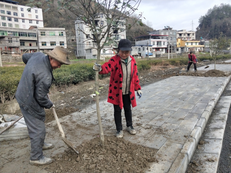 竹坪乡:扎实推进国土绿化 扮靓绿水青山