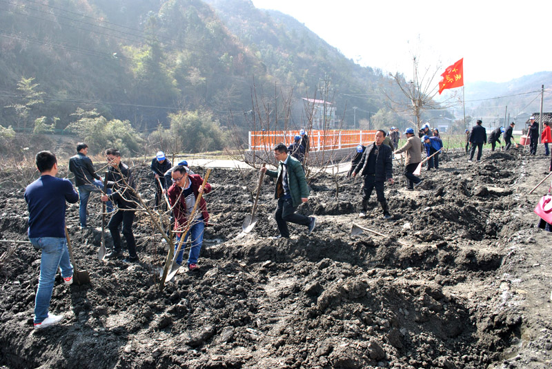 溢水镇开展义务植树活动