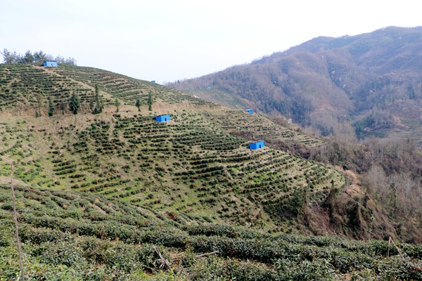 竹坪乡：山上种茶 茶园养鸡 做好产业扶贫