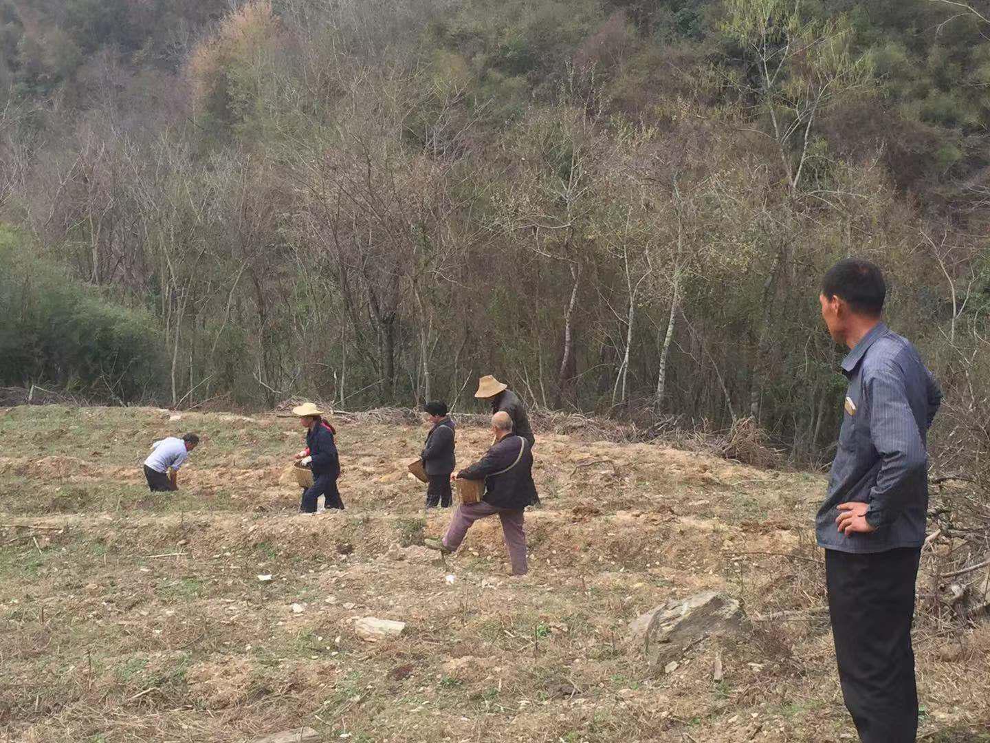 上庸镇：茶园管护学到手，产业增收乐开颜