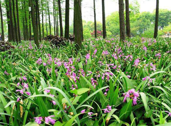 竹山双台乡组织药农赴房县学习药材种植技术