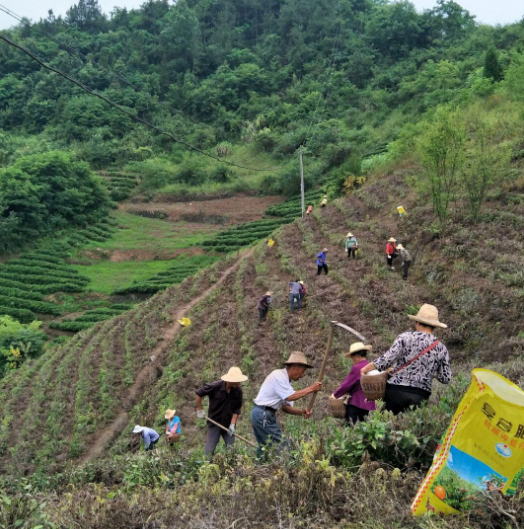 得胜镇：掀起茶园管护热潮