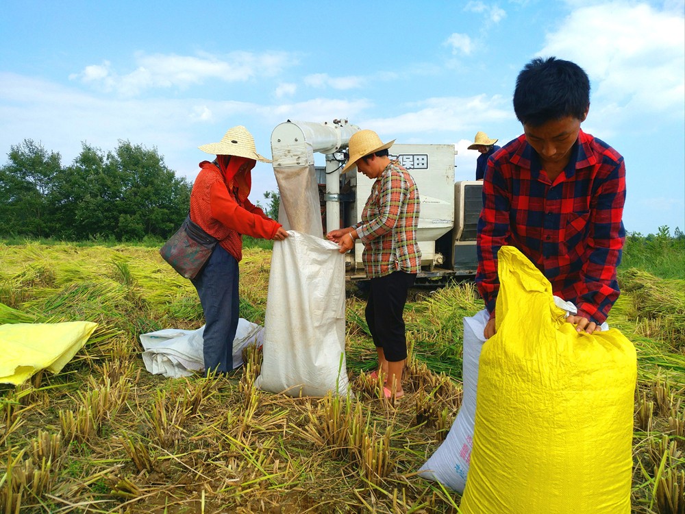 金灿灿稻谷迎丰收   