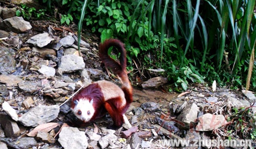 鼯鼠“做客”碰晕头 书记援手放归山
