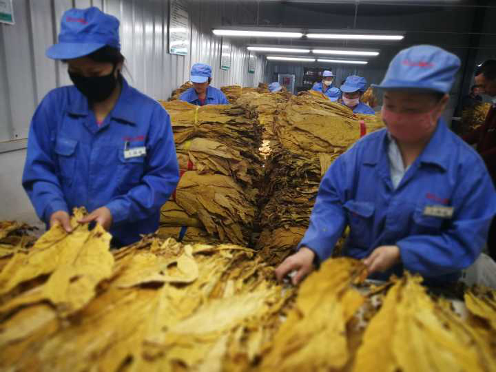 柳林乡：多举措并举为烟农撑起“保护伞”