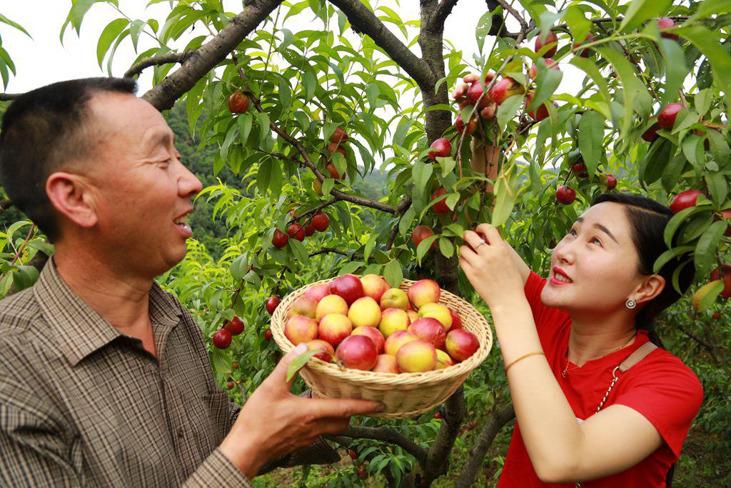 荒山沟变成鲜果园