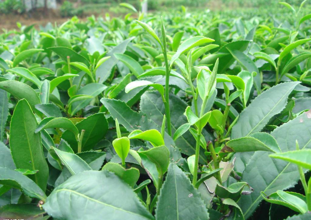 秦古镇: 严把茶园管护验收关