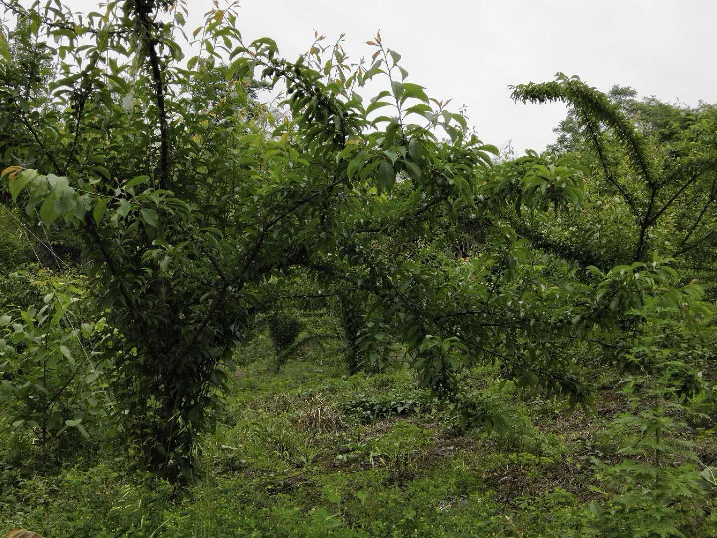 文峰乡：成片果树林挂满“致富果”