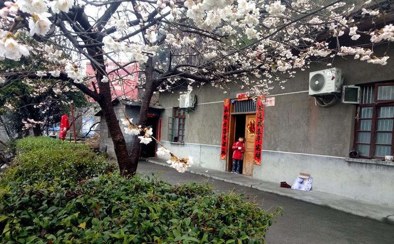 农家庭院花争艳