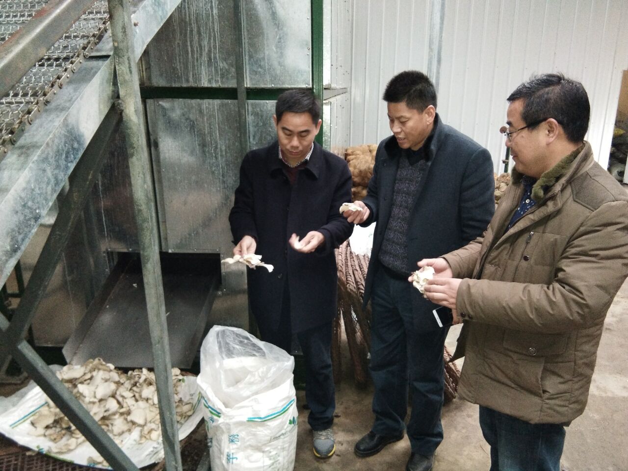 官渡镇：建设万亩魔芋产业