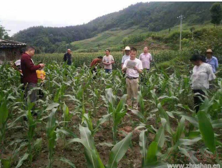 竹坪乡：干群携手做好草地贪夜蛾虫害防治