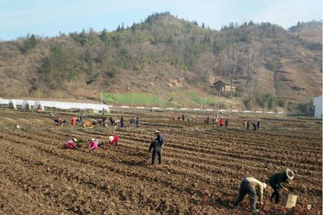 得胜镇两大产业助推脱贫攻坚