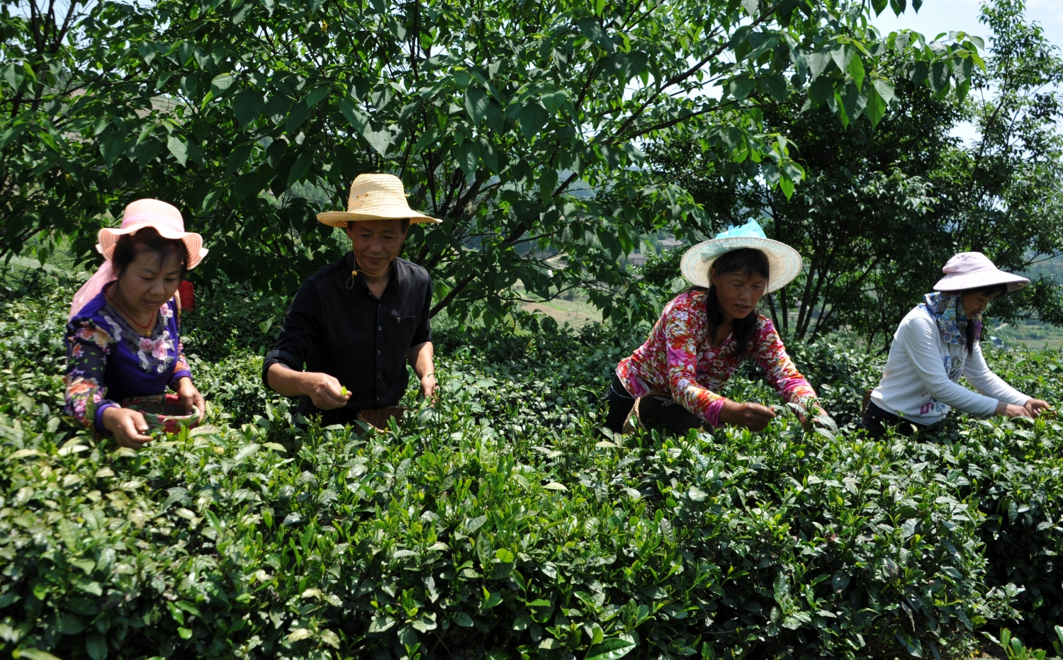 胡建平：深山兴茶 放飞脱贫梦