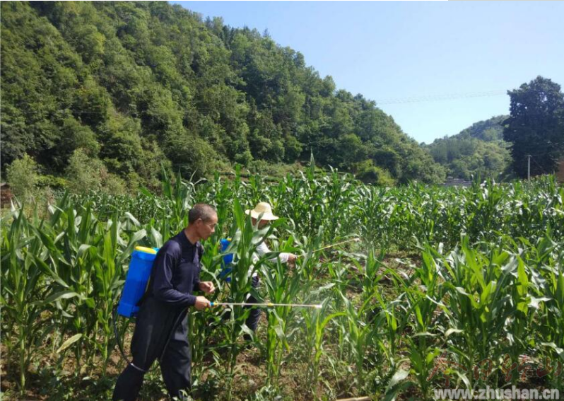 得胜镇：多措并举扎实开展草地贪夜蛾防控工作