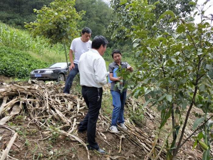 县林业局专家到竹坪乡给果树“体检”