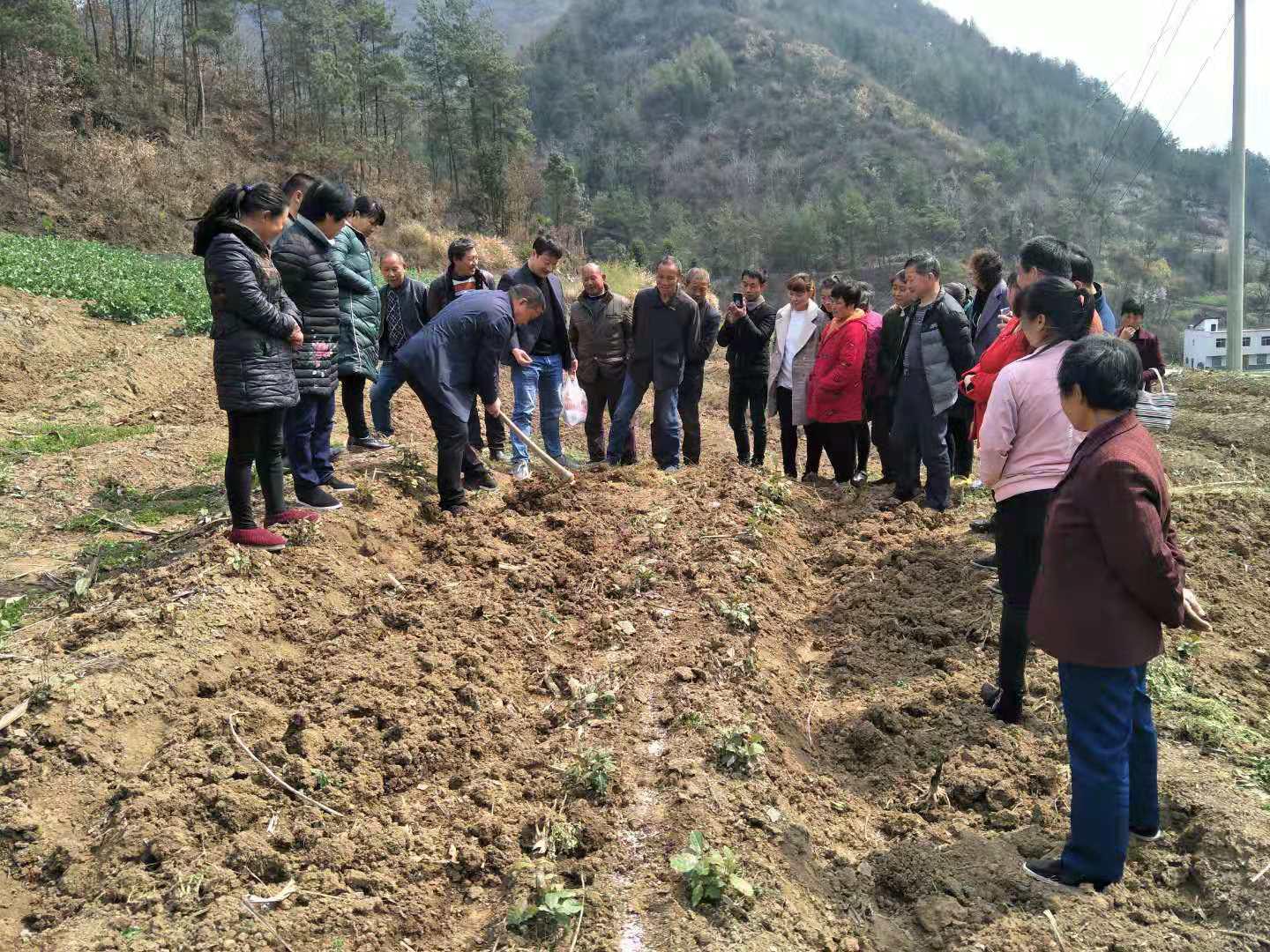 得胜镇：干群齐上阵，套种正当时