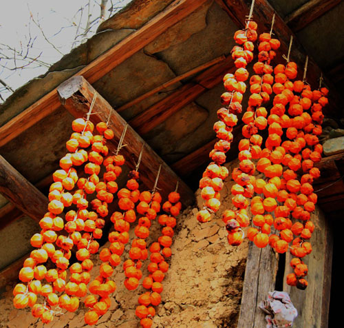 双台农户自家院落柿树喜获丰收