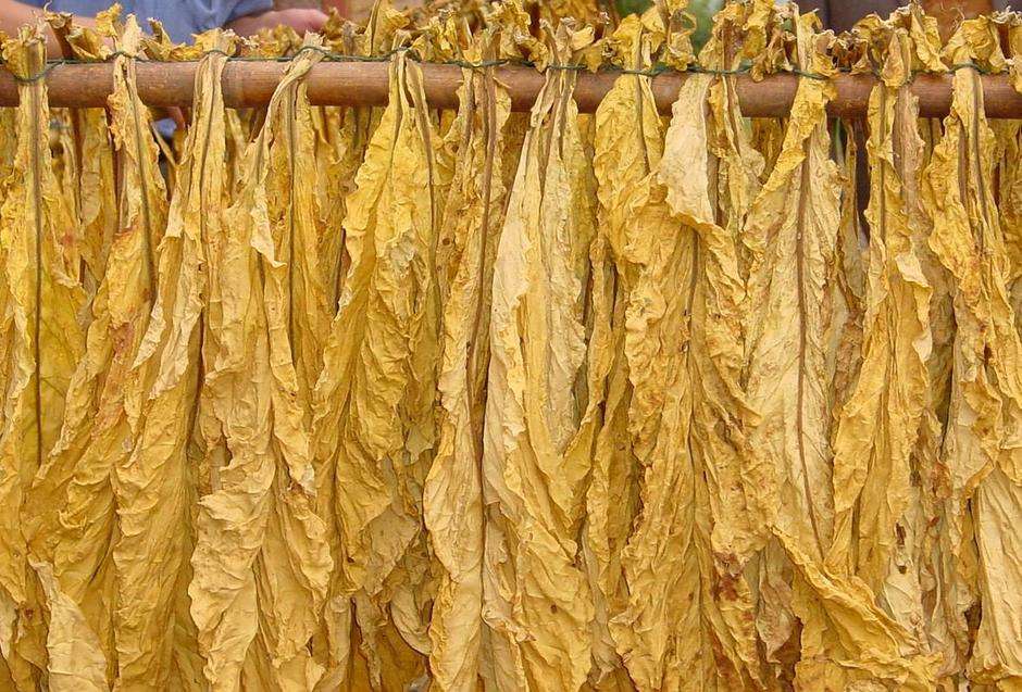 官渡镇：帮助烟农把好烟叶烘烤关