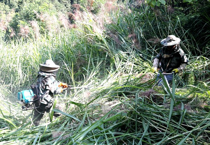 秦古镇：夏季精准灭荒抚育忙