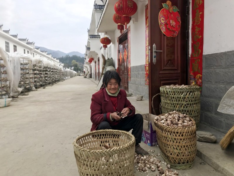 竹坪乡：食用菌大棚建在贫困户家门口