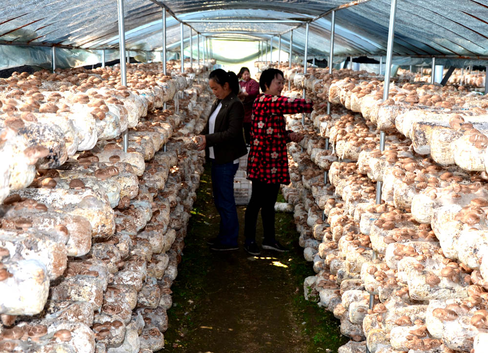 溢水镇：香菇香 日子美 