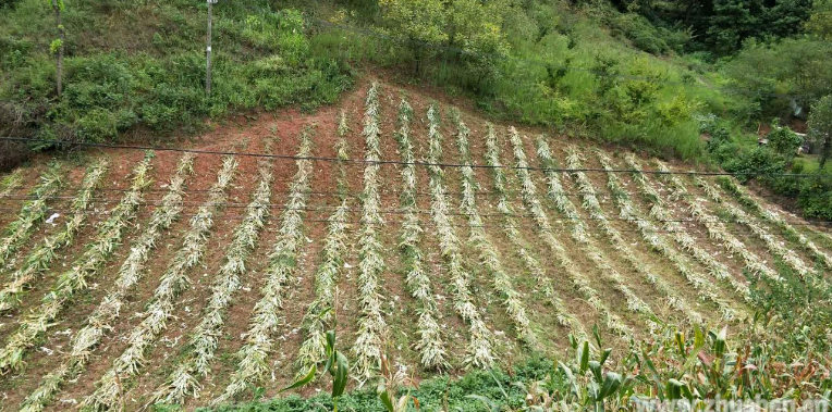 得胜镇：昔日“烽火狼烟”现象得以遏制