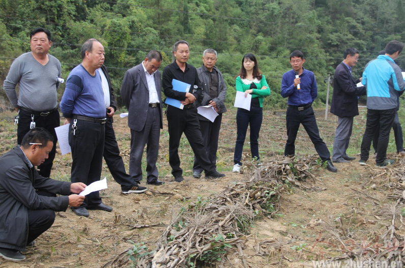 得胜镇：召开秋冬茶园管护现场会 