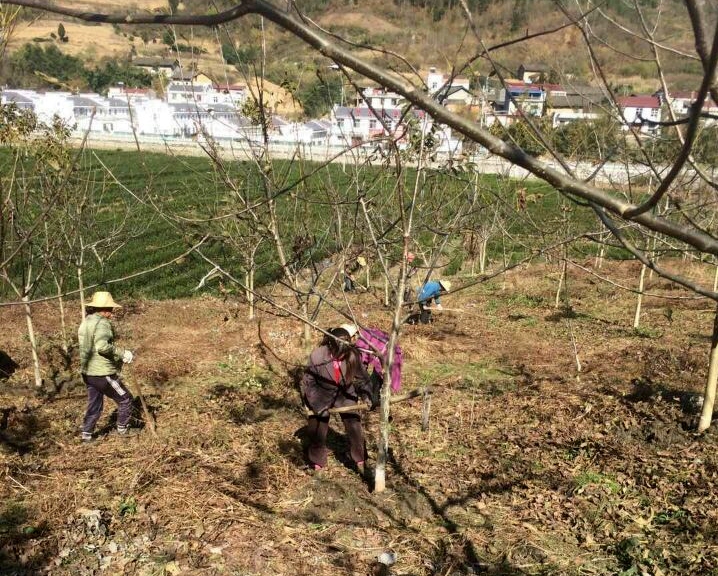 竹坪乡：林特产业春管忙